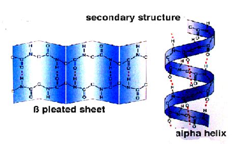 beta sheet vs alpha helix|Difference Between Alpha Helix and Beta Pleated Sheet.